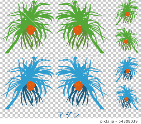 南国奄美の海辺の植物アダン 南国奄美の海辺の植物アダン 54809039