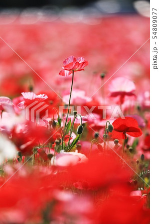 ポピー9929 ポピー9929 54809077