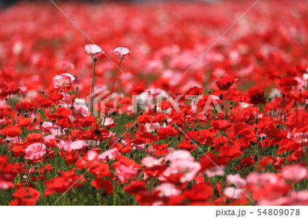 ポピー9930 54809078