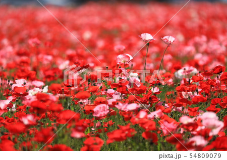 ポピー9931 ポピー9931 54809079