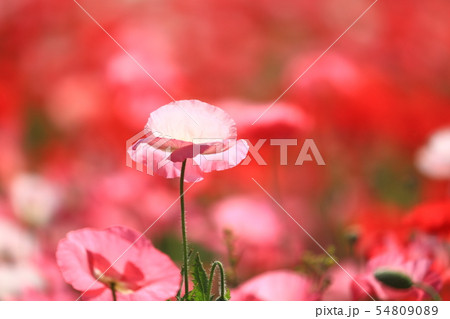 ポピー9950 54809089