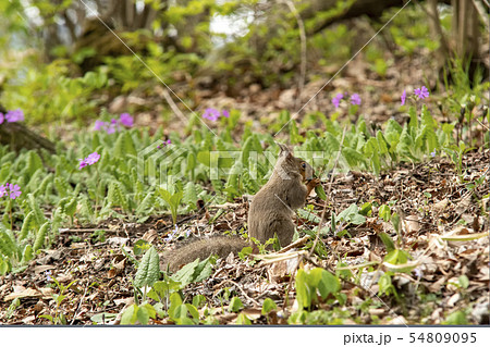 若葉(セイタカトウヒレン)を食べるニホンリス 若葉(セイタカトウヒレン)を食べるニホンリス 54809095