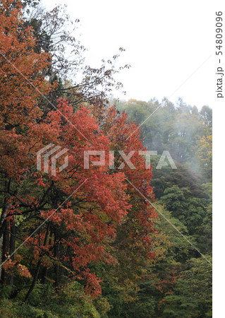 雨の紅葉 雨の紅葉 54809096