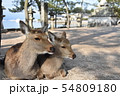 厳島神社のシカ親子 54809180