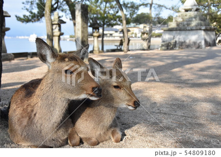 厳島神社のシカ親子 54809180