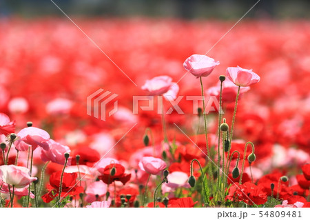 ポピー9952 ポピー9952 54809481