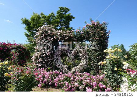 薔薇　ハート型アーチ 54810216