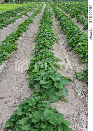 さつまいも畑 さつまいも畑 54810596