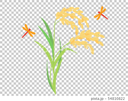 稲4　稲穂 54810822