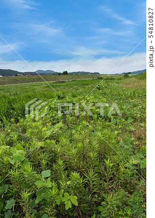 山城　月山富田城下　富田川河川敷 54810827