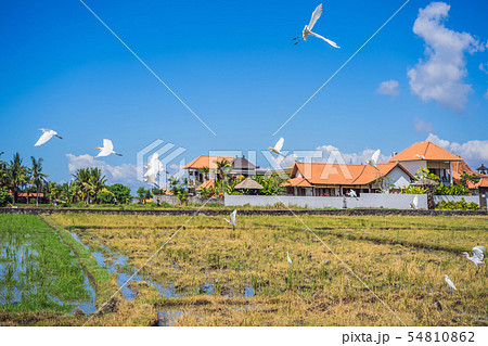 herons flying in a row on blue sky background 54810862