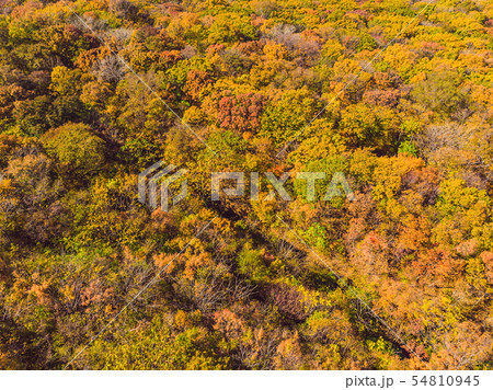 Aerial top down view of autumn forest with green and yellow trees. Mixed deciduous and coniferous 54810945