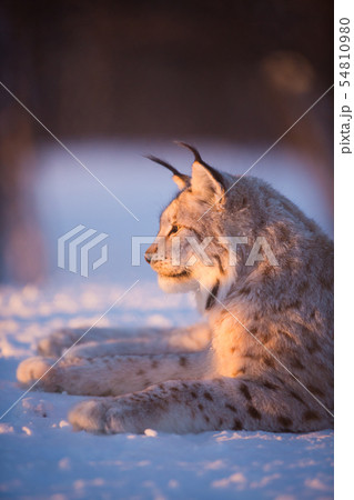 Lynx in the sunset 54810980