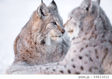 Two lynx rests in the snow 54811012