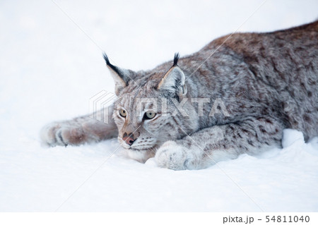 Lynx hunting 54811040