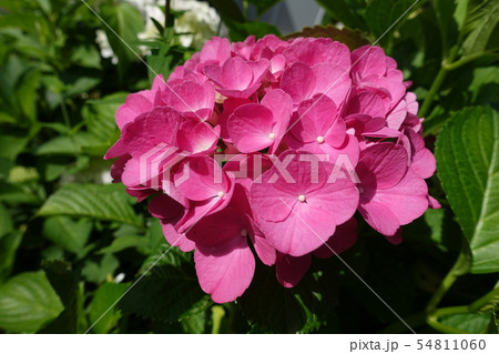 紫陽花 赤 紫陽花 赤 54811060