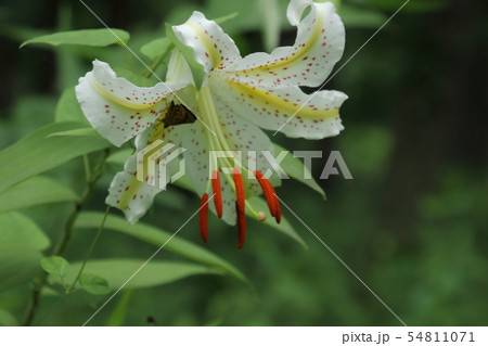 里山に咲く山ゆり 里山に咲く山ゆり 54811071