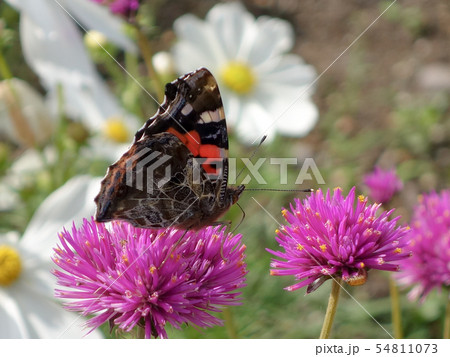 アカタテハ 54811073