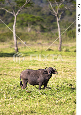 Big buffalo eats grass in idyllic Africa 54811123