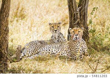 Two wild cheetah rests after meal in Serengeti 54811203