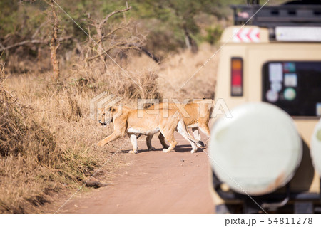 Wildlife safari tourists on game drive Wildlife safari tourists on game drive 54811278