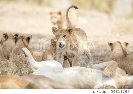 Cub playing in large lion pride at the savannah 54811297