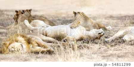 Sleeping lions in large pride at the savannah 54811299
