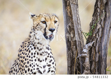 Cheetah looking after prey in Serengeti 54811332