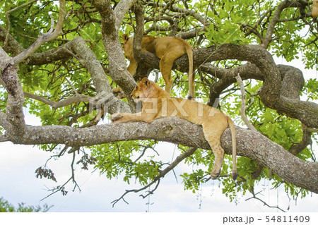 Lions rests in tree a hot day at Serengeti 54811409