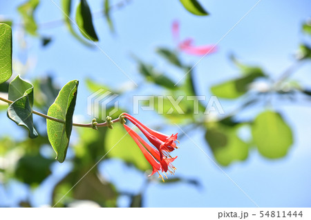 ツキヌキニンドウ(突抜忍冬) ツキヌキニンドウ(突抜忍冬) 54811444