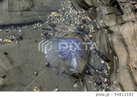 岩場のクラゲ 54811592