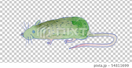どぶねずみ 水彩 どぶねずみ 水彩 54811699