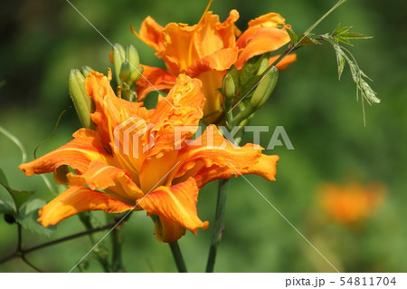 里山に咲くやぶかんぞう 里山に咲くやぶかんぞう 54811704