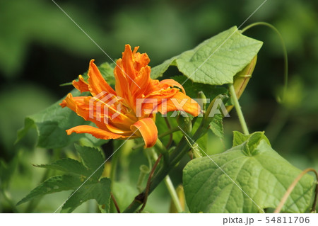 里山に咲くやぶかんぞう 里山に咲くやぶかんぞう 54811706