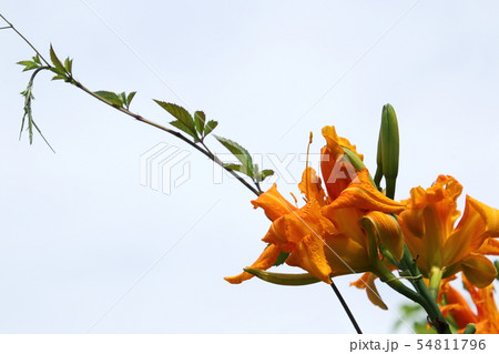 里山に咲くやぶかんぞう 里山に咲くやぶかんぞう 54811796