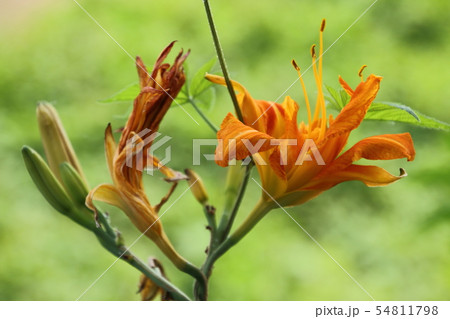 里山に咲くやぶかんぞう 54811798