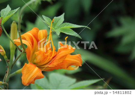 里山に咲くやぶかんぞう 里山に咲くやぶかんぞう 54811802