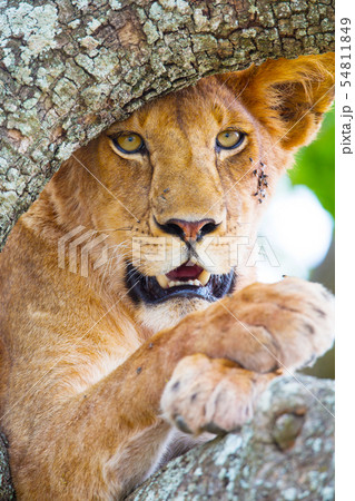 Close up of a beautiful lion with wild eyes resting in tree Close up of a beautiful lion with wild eyes resting in tree 54811849