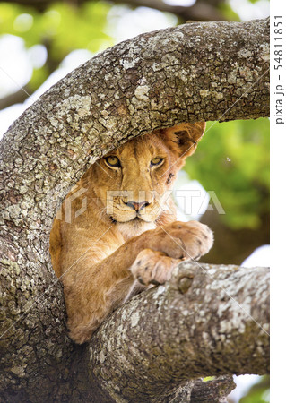 Close-up of lion with wild eyes resting in tree 54811851