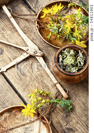 Fesh yellow flowers Hypericum 54811903