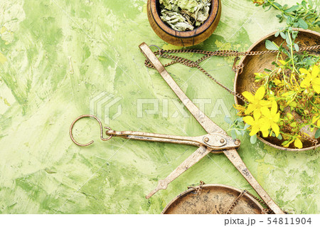 Hypericum medicinal plant Hypericum medicinal plant 54811904