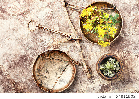 Hypericum medicinal plant Hypericum medicinal plant 54811905