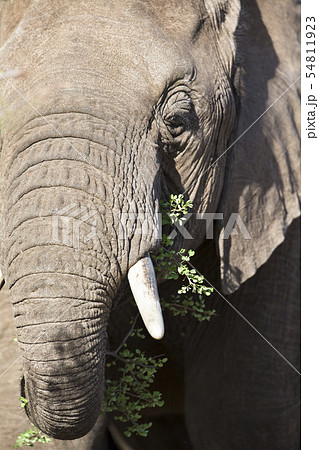 Large elephant eating grass Large elephant eating grass 54811923