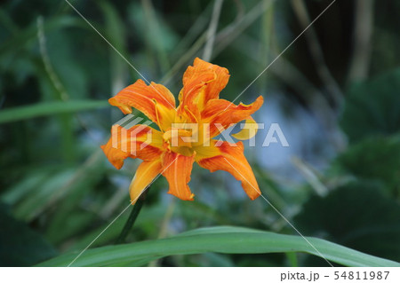 里山に咲くやぶかんぞう 54811987