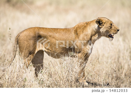 Wild lion looking after prey in Serengeti 54812033