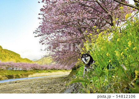 春の桜と菜の花の河辺で散歩する黒柴 春の桜と菜の花の河辺で散歩する黒柴 54812106