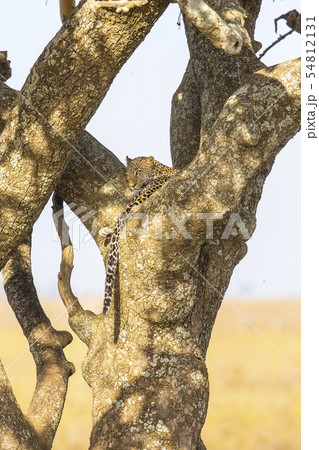 Leopard rests in a tree after meal Leopard rests in a tree after meal 54812131