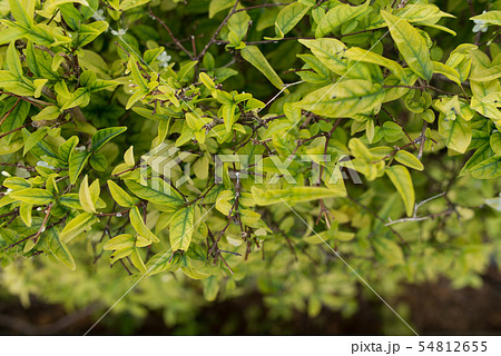 Bush with smallleaves and bright green young foliage as the background 54812655