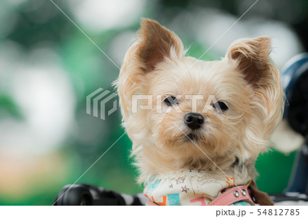 見つめるわんこ 54812785