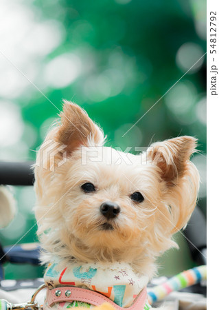 見つめるわんこ 見つめるわんこ 54812792